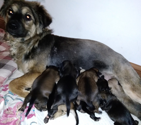 宝贝儿们狗年龄:30天性别:公已领养