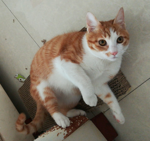橘子猫年龄:6个月左右性别:母已领养