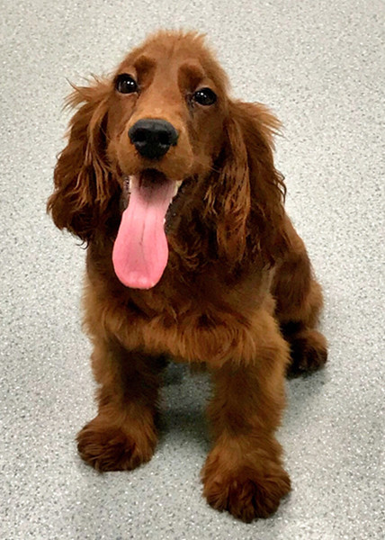 timi狗年龄:9个月性别:公等待领养